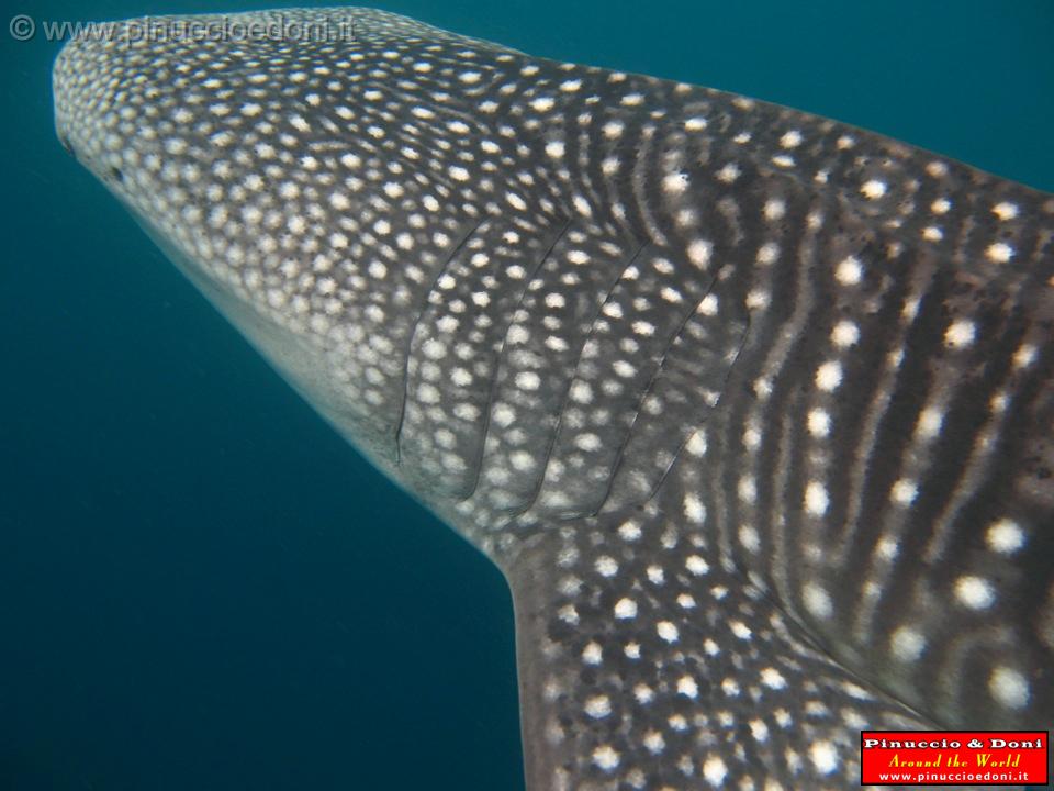 Djibouti - Whale Shark - 12.jpg